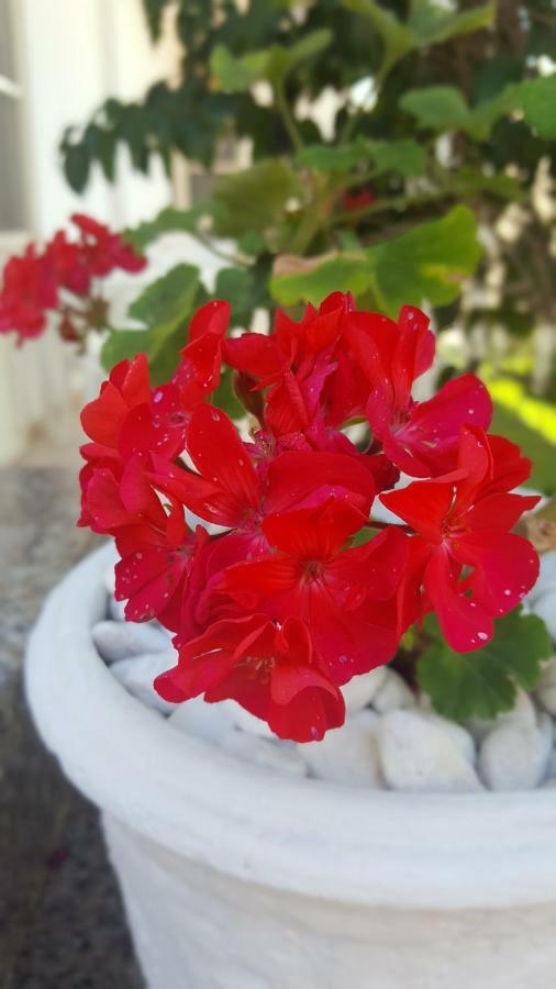 Zia Mia B&B Olbia Eksteriør bilde